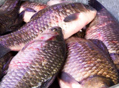 Пресс-служба губернатора сообщает, что в Волгоградской области вырос вылов рыбы