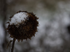 Пенсионер отмолотил жену по голове черенком лопаты и увез погибать в чистое поле