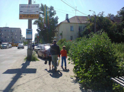 В Камышине «заколосилась» амброзия в человеческий рост