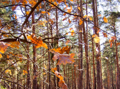 Камышанам обещают аномально теплый ноябрь