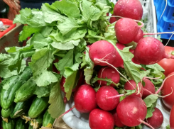 Камышане вырастили к Первомаю парниковую редиску