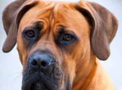 Худой, но счастливый пес южноафриканской породы вернулся к хозяину в Камышине