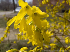 В Камышине первой из декоративных кустарниковых пород расцвела золотистая форзиция