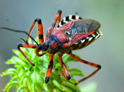 В Камышине кусачие клопы-хищнецы «маскируются» под милых жучков на июльских клумбах