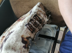 Камышане выложили в соцсетях «фотоссылки» на «суперкомфортную» маршрутку