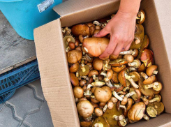 Камышане обсуждают «грибную» услугу как «модель» допзаработка