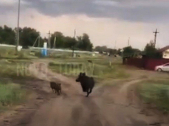 В Новоаннинском районе кабаны зашли в село на «обед» (ВИДЕО)