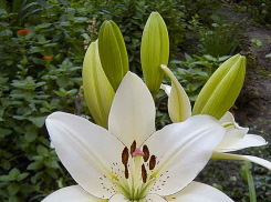 В Камышин возвращаются солнце и жаркие деньки