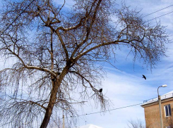 Список адресов, где 7 февраля отключают свет, «едва поместился» на официальном сайте администрации Камышина