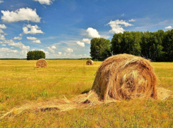 Водитель трактора на покосе рухнул в овраг вместе с машиной и погиб