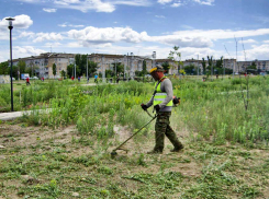 После критических заметок «Блокнота Камышина» в заросшем сорняками парке Текстильщиков начался покос