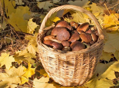 Весь день плутал в лесу: Камышинские полицейские нашли заблудившегося мужчину