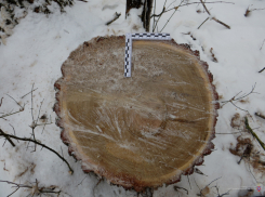 Шашлычнику приглянулись на дрова для мангала красавцы-дубы