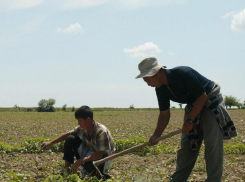 Полицейские обнаружили в селе Терновка Камышинского района «подпольных» гастарбайтеров