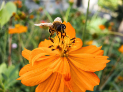 Яркое солнце весь день и +28: погода в Камышине 1 сентября