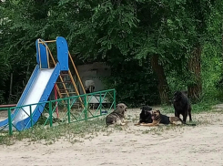 «На детской площадке в Камышине поселилась стая бродячих собак, очень агрессивные»!