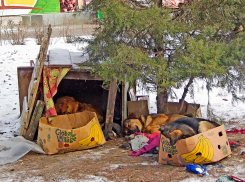 Администрация Станислава Зинченко заплатит компенсацию камышанке за укус бродячего пса