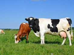 Камышинский муниципальный район обещает напоить досыта город Камышин молоком от пяти тысяч коров