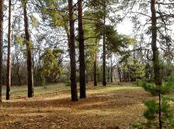 В Волгоградской области патрули отправились в хвойные леса