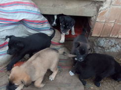 Сердобольные камышане пристраивают бездомных окоченевших щенков