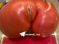 Помидоры-гиганты по килограмму каждый выращивает волгоградка