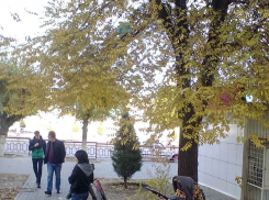 В Камышине на день притих коронавирус