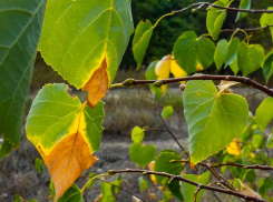 В дальнем селе Камышинского района поезд задел пастуха - насмерть