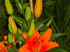 Волгоградский оперштаб приподнял завесу над некоторыми подробностями гибели от COVID 51-летней женщины, сразу обратившейся к медикам