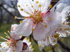 Инициативная группа камышан продвигает идею Абрикосового бульвара в городе