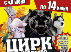 Почему по Камышину опять носится машина с рекламой «бродячего» цирка? - камышанка