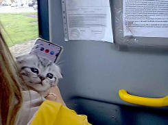 Почему в Камышине в общественном транспорте разрешают возить котов и собак? - камышанка