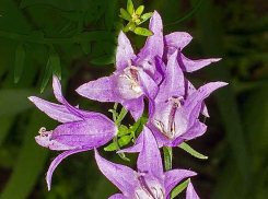 Областной оперштаб сообщил,  что сегодня, 29 июня, зафиксирована смерть от коронавируса молодой женщины в горбольнице №1 Камышина