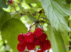 В Камышине ночами похолодает до +10-ти градусов