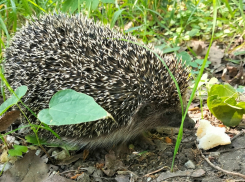 Водители, не давите ежиков! - камышанка