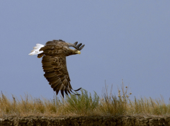 Специалисты решили пересчитать орланов-белохвостов - эти красавцы водятся и в Камышинском районе