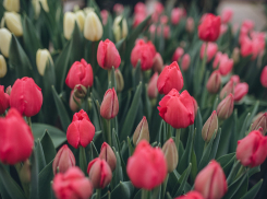 Сугробам наперекор: в Волгоградском ботаническом саду открылась красивейшая выставка первоцветов