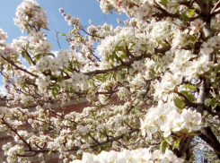 Камышин при +22 превращается в город-сад