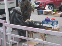 Санитария в Камышине: одной рукой гладим бродячих собак, другой накладываем помидоры на продажу, - камышанка