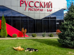 Когда у нас бездомные псы перестанут резвиться на центральных улицах? - камышанка