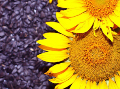 Коммерсанты сели отметить удачную сделку по семечкам подсолнечника, а закончилось все стрельбой