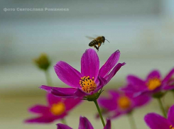Камышанам выпадает «неделя освежения»
