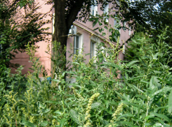 В Камышине дети скоро начнут теряться в зарослях амброзии! - камышанка