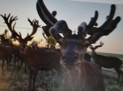 У трассы Камышин - Волгоград вышли на прогулку... беременные олени