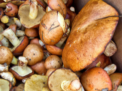 Грибы «вымерли» в лесах Волгоградской области