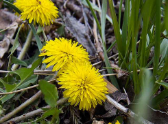 Камышан порадует теплый и солнечный четверг