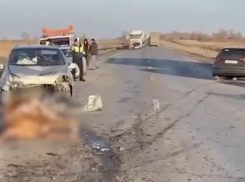 Трасса превратилась в кровавое месиво: Audi протаранила стадо коров в Волгоградской области (ВИДЕО)