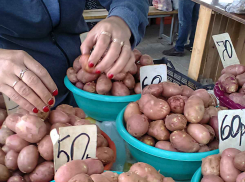 Жителей Волгоградской области предупредили о ядовитом картофеле 