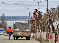 В Камышине начали одевать вязы на улице Ленина проводами для новогодней иллюминации