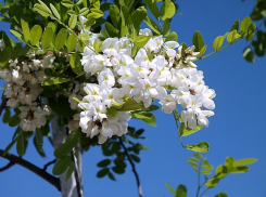 Рощу из акаций заложили на волжском берегу в Камышинском районе