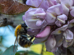 Новый акациевый питомник создали в Камышинском районе